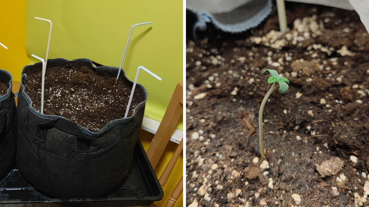 An image of a 1 week old autoflower in its germination and seedling phase